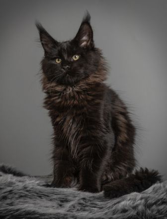 ❤️ Maine Coon Kitten mit Stammbaum ❤️