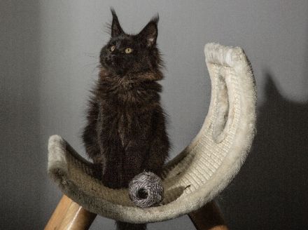❤️ Maine Coon Kitten mit Stammbaum ❤️