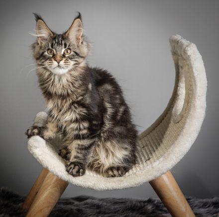 ❤️ Maine Coon Kitten mit Stammbaum ❤️
