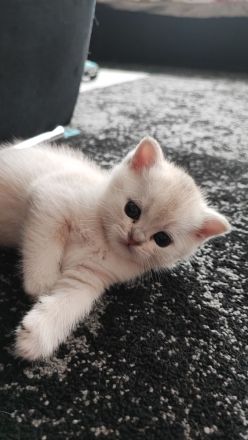 Wunderschöne BKH Kurzhaar Kitten