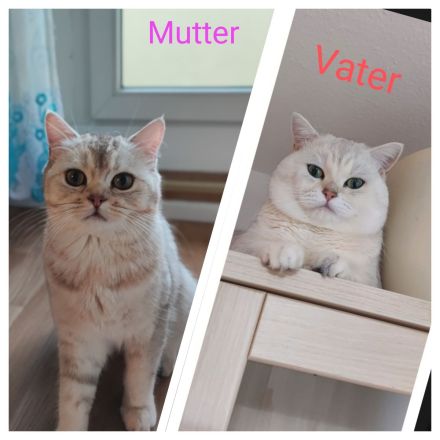 Wunderschöne BKH Kurzhaar Kitten