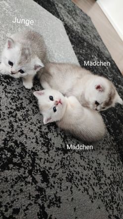Wunderschöne BKH Kurzhaar Kitten