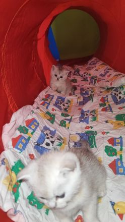 Wunderschöne BKH Kurzhaar Kitten