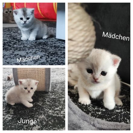Wunderschöne BKH Kurzhaar Kitten