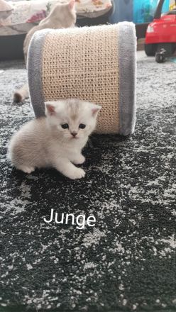 Wunderschöne BKH Kurzhaar Kitten