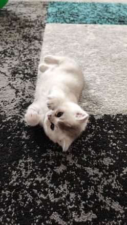 Wunderschöne BKH Kurzhaar Kitten