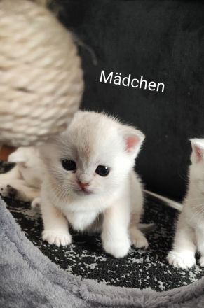 Wunderschöne BKH Kurzhaar Kitten