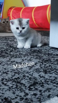 Wunderschöne BKH Kurzhaar Kitten