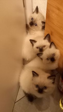 Siam Kitten