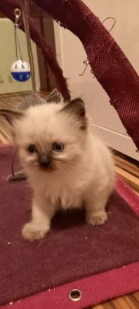 Siam Kitten