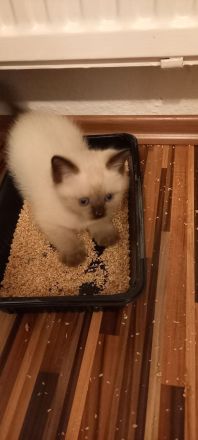 Siam Kitten