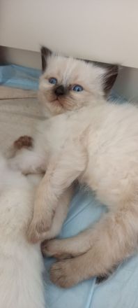 Siam Kitten