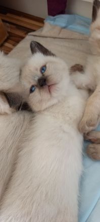 Siam Kitten