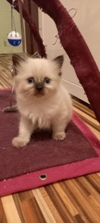 Siam Kitten