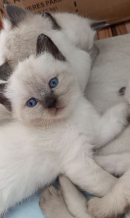 Siam Kitten