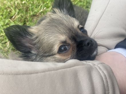 Reinrassige Chihuahua welpen