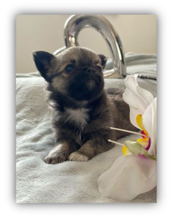 Reinrassige Chihuahua welpen