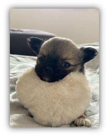 Reinrassige Chihuahua welpen