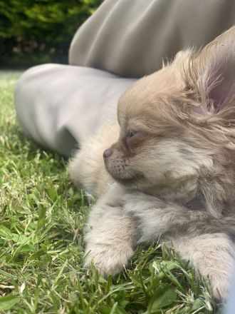 Reinrassige Chihuahua welpen