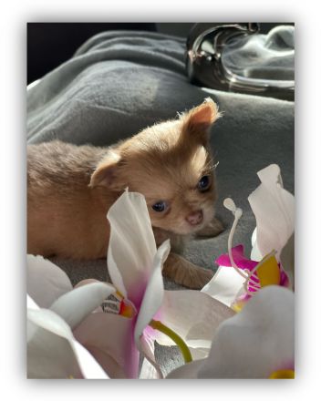 Reinrassige Chihuahua welpen