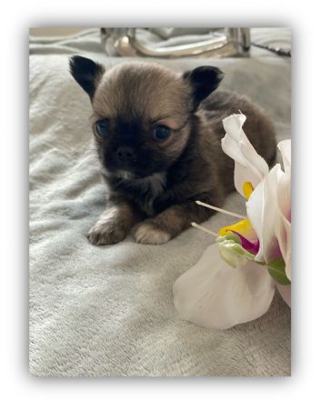 Reinrassige Chihuahua welpen