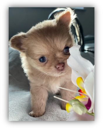 Reinrassige Chihuahua welpen