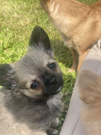 Reinrassige Chihuahua welpen