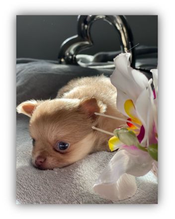 Reinrassige Chihuahua welpen