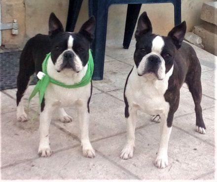 Boston Terrier Welpen FCI.
