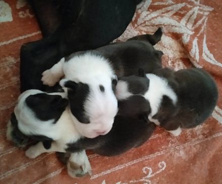 Boston Terrier Welpen FCI.