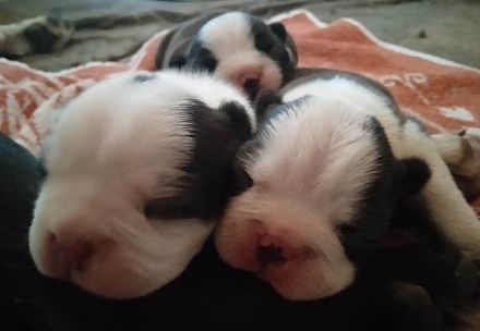 Boston Terrier Welpen FCI.