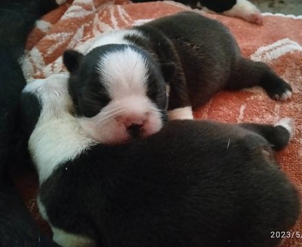 Boston Terrier Welpen FCI.