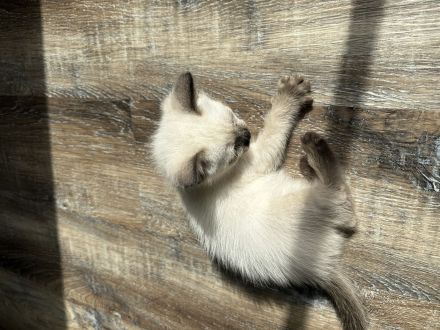 Siam kitten