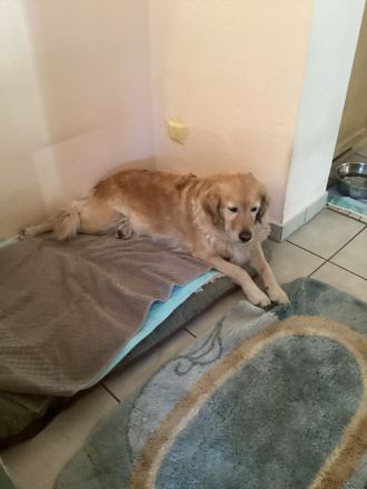 Zuhause für Golden Retriever Hündin (8J.) gesucht