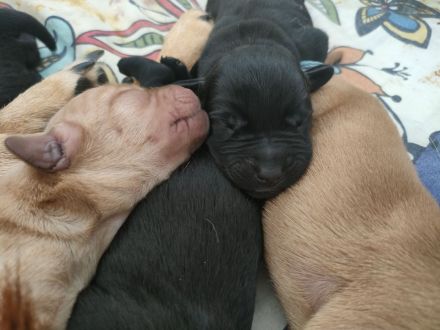 Labrador-/Golden-Retriever Welpen