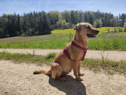 Labrador-/Golden-Retriever Welpen
