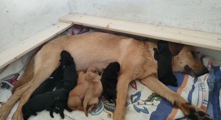 Labrador-/Golden-Retriever Welpen