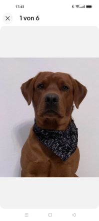 Labrador-/Golden-Retriever Welpen