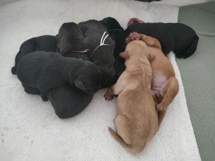 Labrador-/Golden-Retriever Welpen