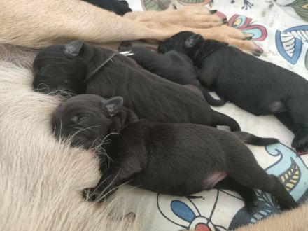 Labrador-/Golden-Retriever Welpen