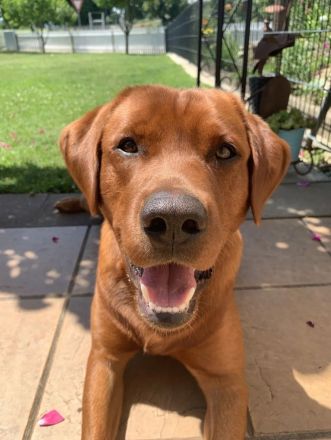 Labrador-/Golden-Retriever Welpen