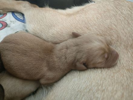 Labrador-/Golden-Retriever Welpen