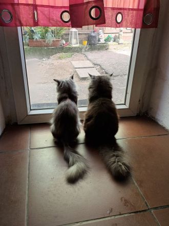 Perser-Main-coon Mix