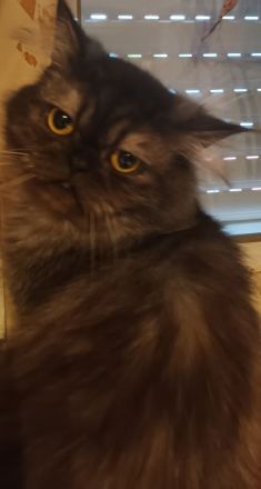 Perser-Main-coon Mix