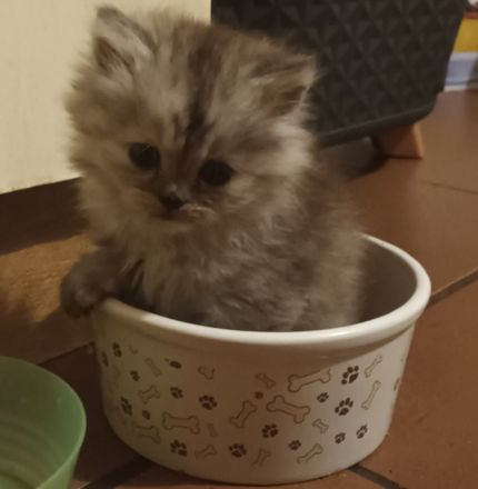 Perser-Main-coon Mix