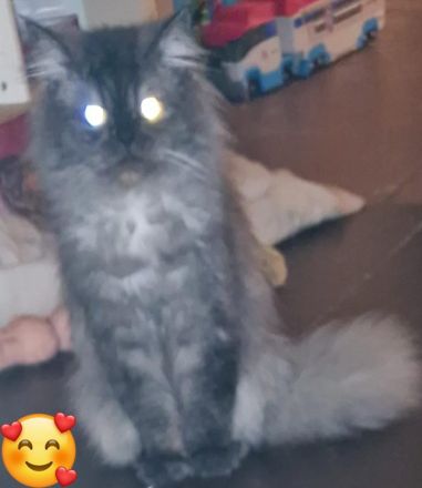 Perser-Main-coon Mix