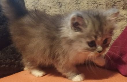 Perser-Main-coon Mix