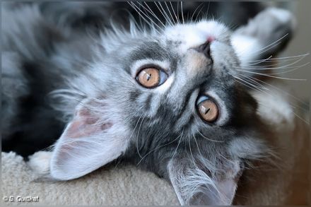 Hübsches Maine Coon-Mädchen mit Ahnentafel