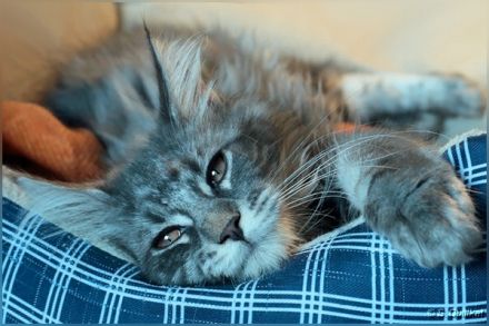 Hübsches Maine Coon-Mädchen mit Ahnentafel