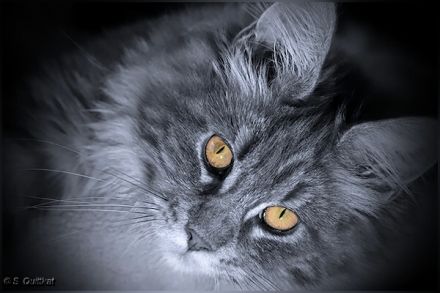 Hübsches Maine Coon-Mädchen mit Ahnentafel